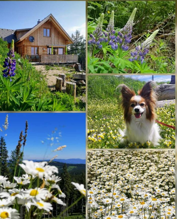 Berghexn Holiday home Klippitztorl